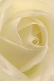 Transport yourself into the peaceful core of a classic cream-white rose, captured as if you're nestled within its spiraled petals by a Beddington floral expert. Every layer peels back in a delicate unfurl, evoking the sensation of tracing silk with your fingertips-a texture so light and pure it reflects the morning's gentle touch, not unlike the atmosphere found along local riverside walks. Soft ivory tones are accentuated by gentle shadows, lending quiet drama and depth while preserving an air of tranquility. The bloom radiates a sense of peace, suitable for heartfelt gestures of sympathy, sincere admiration, or to acknowledge new beginnings celebrated within the Beddington community. The rose's understated aroma is imagined as lingering sweetly-a memory of floral grace that soothes the senses. This close perspective reveals more than a flower; it showcases the emotion and care embedded in every arrangement crafted by Beddington florists, turning each delivery into a tender act of connection and artistry for those who call the area home.